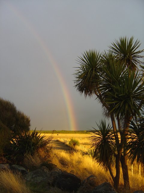 Rainbow, yellow field, cabbage tree