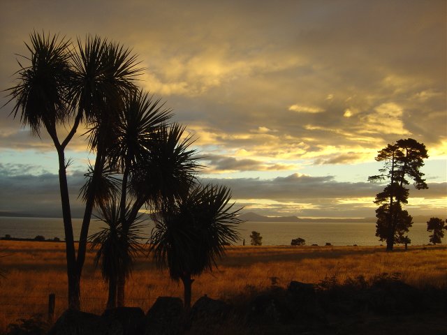 Cabbage tree, yellow field, clouds at sunset