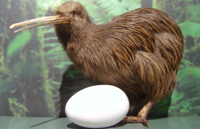 The only kiwi I saw was this very still one at the Whakapapa visitor centre