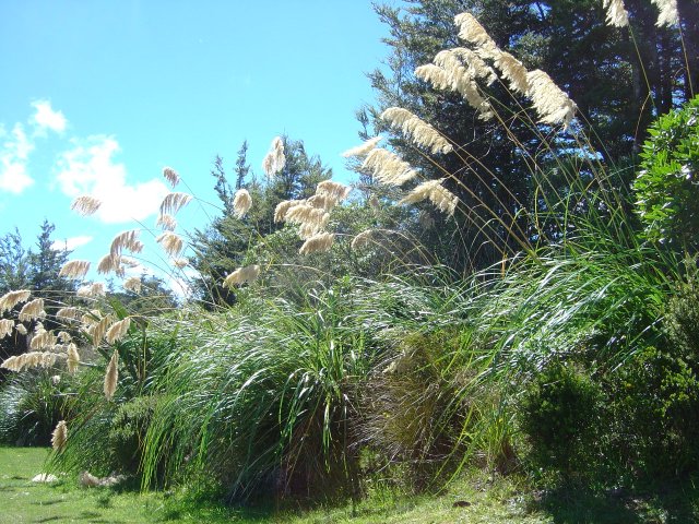 The wind blows and shakes the leaves gently
