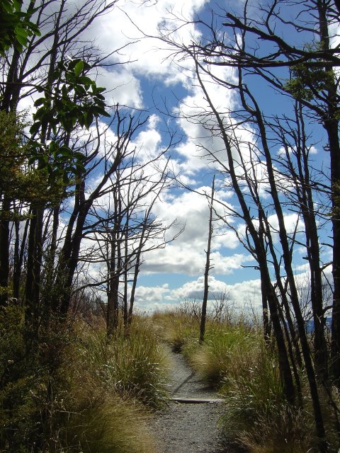 Out of the forest
