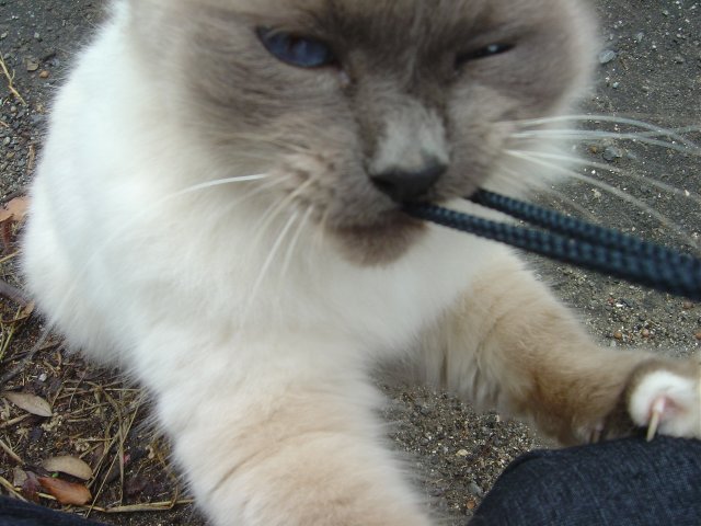 A playful cat was my morning friend