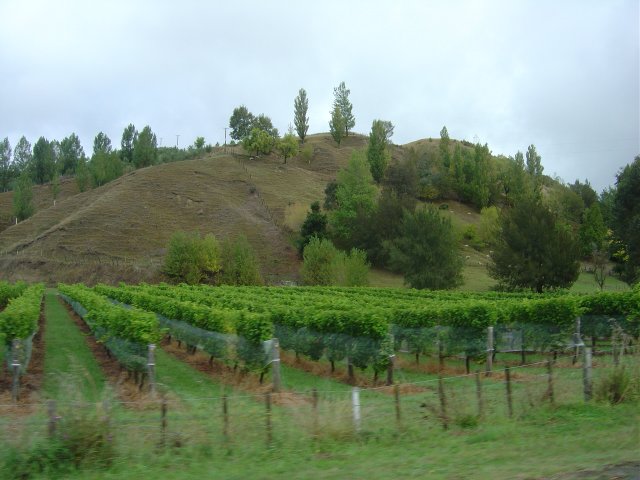 Vineyards
