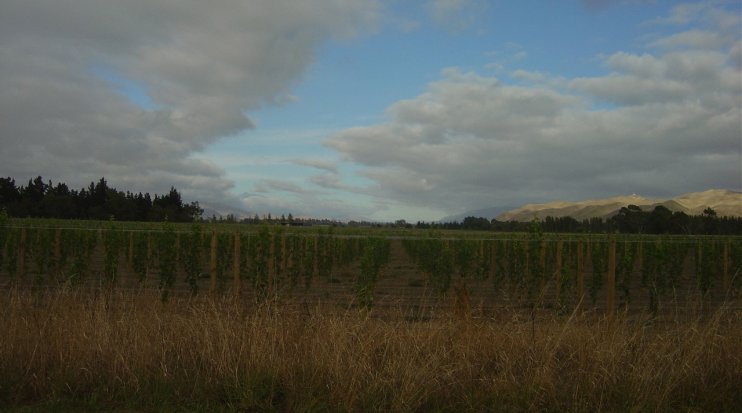 South Island, vineyards near Marlborough County where we spent the night camping