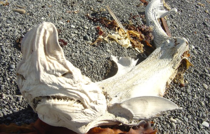 Dry shark