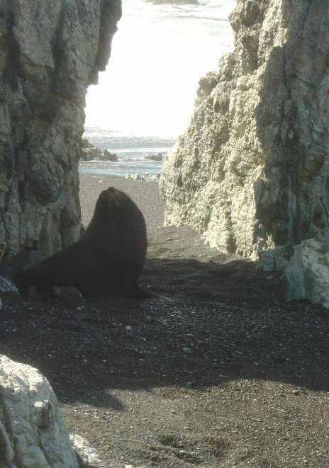 A sea lion 