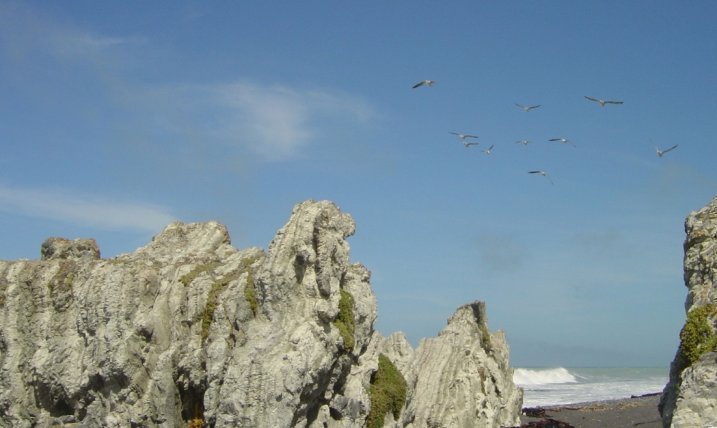Sea gulls