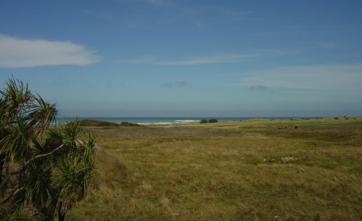 Cabbage tree and the beach in the distance