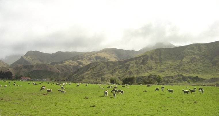 Sheep!
