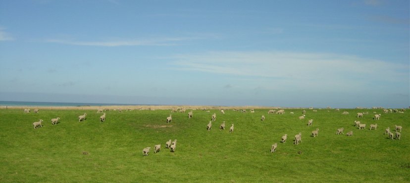 "ack-ack! don't run, don't run!" One would think that a mere human being wouldn't make the sheep run