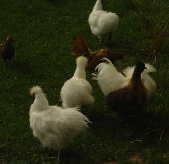 Fluffy chickens