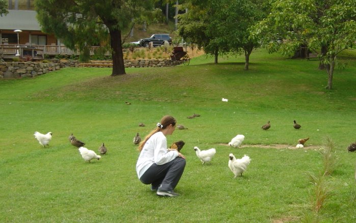 Coralie taming chickens (they were tamed all right, in fact)