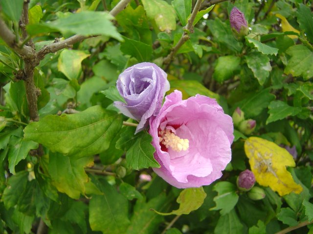 Hibiscus