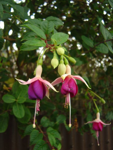 Flowers that look like earrings