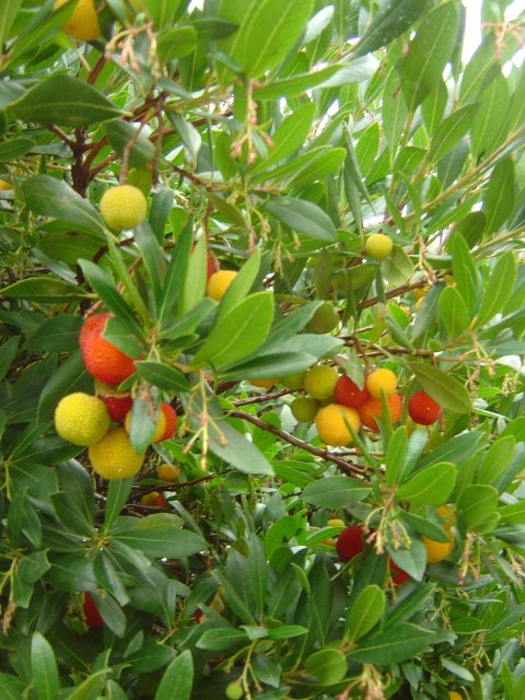 Arbouses (lang="fr")