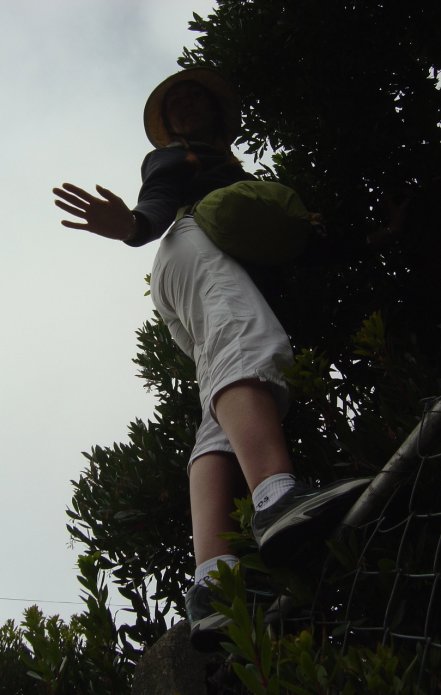 Coralie perched to pluck fruit from the tree