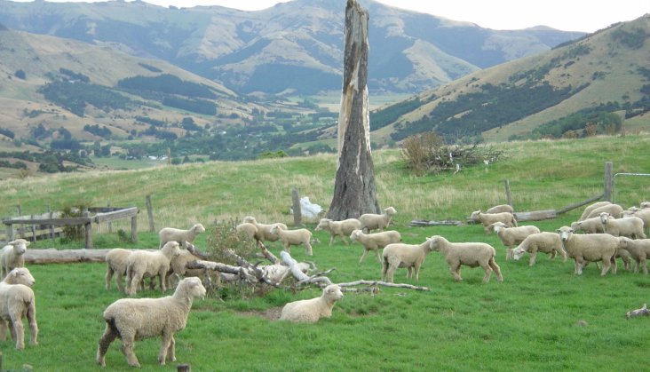 Sheep