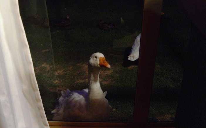 A interested goose at our window