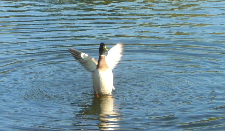Duck flapping its wings in the water of a pond
