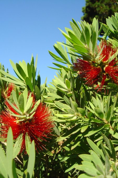 At Christchurch botanical gardens