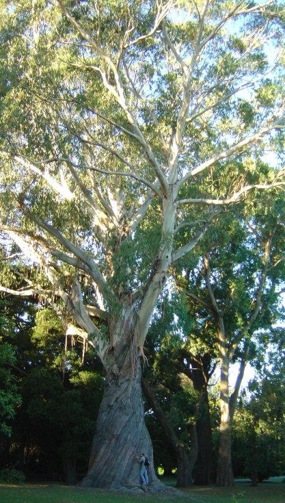 Giant eucalyptus (Nico hugging it)