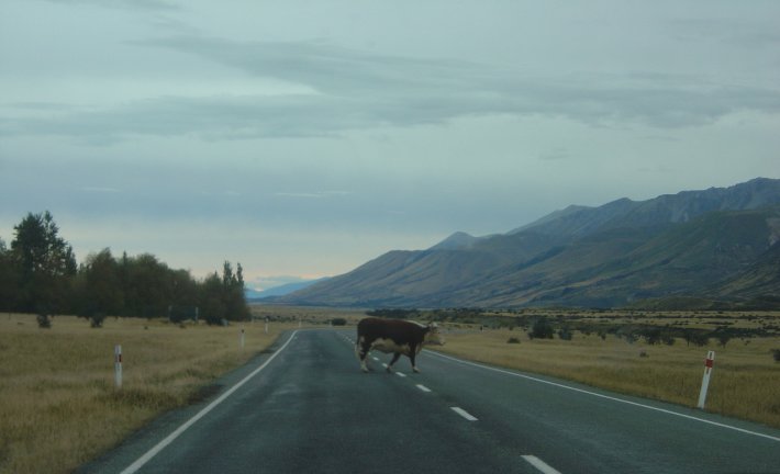 A cow crossing the road