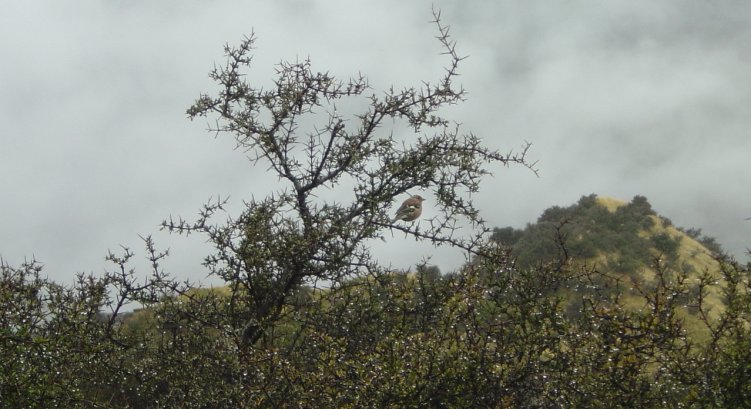 A birdie in a pointy tree