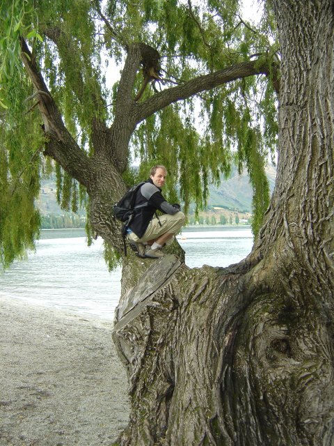 Nico perched in a tree