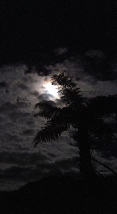 Full moon behind clouds behind a fern tree