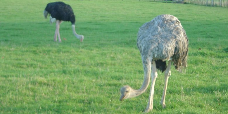 Emus