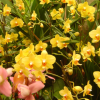 Orchids