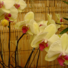 Orchids
