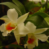 Orchids
