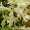 Orchids