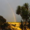 Rainbow, yellow field, cabbage tree