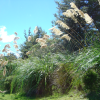 The wind blows and shakes the leaves gently