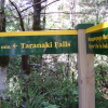 40 minutes to Taranaki Falls