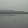 Black swans on a lake