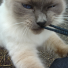 A playful cat was my morning friend