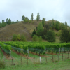 Vineyards