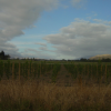 South Island, vineyards near Marlborough County where we spent the night camping