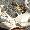 Dry shark