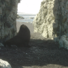 A sea lion 