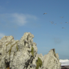 Sea gulls
