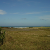 Cabbage tree and the beach in the distance