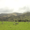 Sheep!