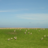 "ack-ack! don't run, don't run!" One would think that a mere human being wouldn't make the sheep run