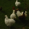 Fluffy chickens