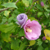 Hibiscus