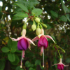 Flowers that look like earrings